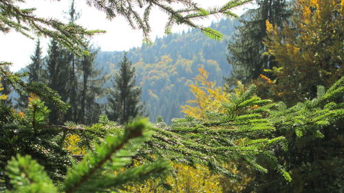 Close-up of plants growing in forest