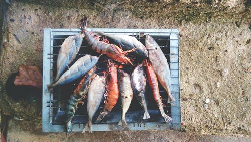 High angle view dead fish on beach