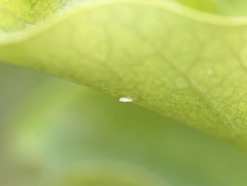 Close-up of water drop on leaf