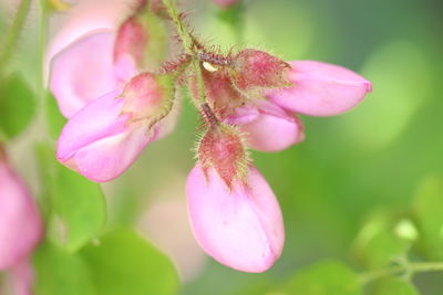 Close-up of pink flowering plant