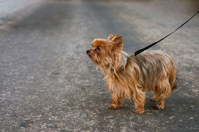 Funny thoroughbred beautiful yorkshire terrier of brown color for walk on leash