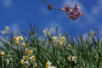 Close-up of yellow flowering plants on field