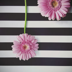 Close-up of pink flowers