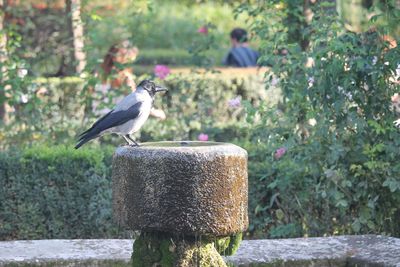 Bird perching on stone in park