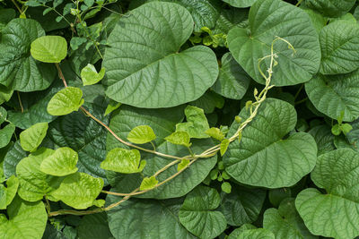 Full frame shot of green plant