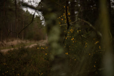 Close-up of trees