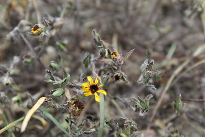 Close-up of insect on yellow flower