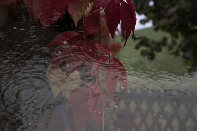 Close-up of wet red leaves on lake during rainy season
