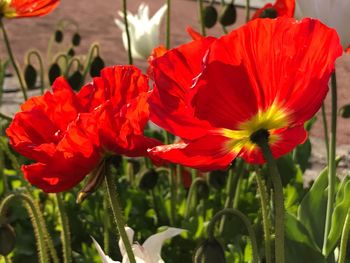 Close-up of red flowers blooming outdoors