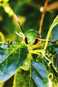 Close-up of insect on plant