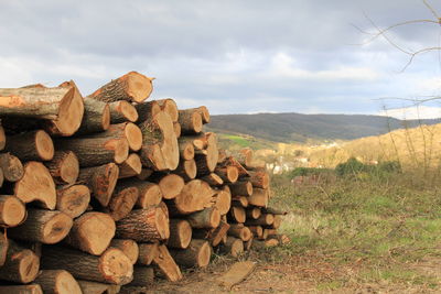 Stack of logs in forest