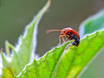 Close-up of insect on leaf