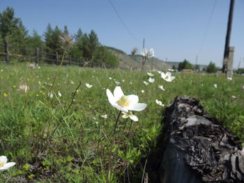 White flowers blooming on field