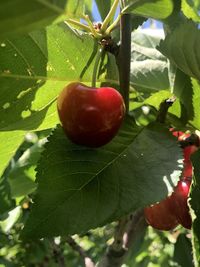 Close-up of apple on tree