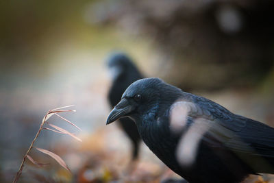 Close-up of pigeon perching