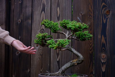 Midsection of person holding plant