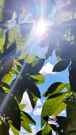 Low angle view of sunlight streaming through leaves