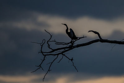 Low angle view of bird perching on branch against sky