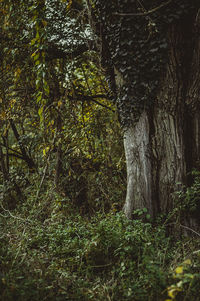 Trees in forest