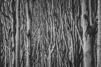 Full frame shot of tree trunk in forest