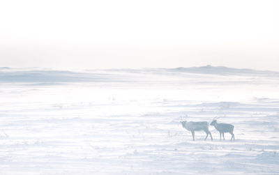 A beautiful evening landscape of a reindeer herd resting in the norwegian hills..