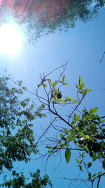 Low angle view of tree against clear sky