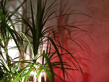 Close-up view of plants