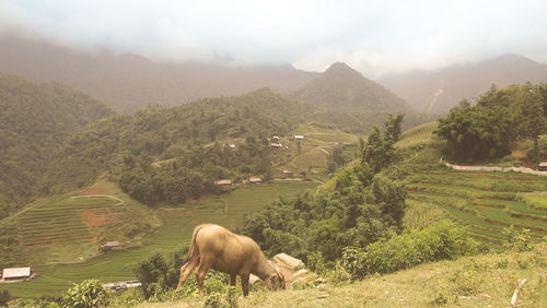 Cows grazing on field against sky