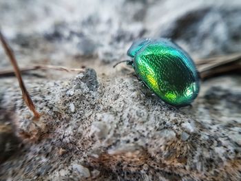 Close-up of insect on rock