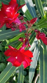 Close-up of red flowers blooming outdoors