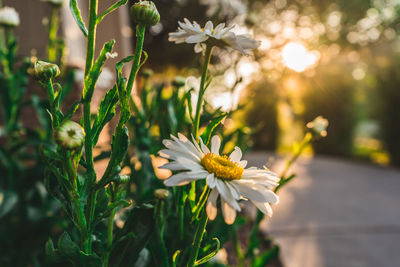 Close-up of white flowering plant