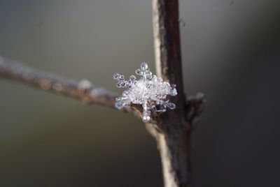 Close-up of frozen spider web