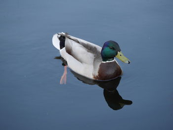 High angle view of duck swimming on lake