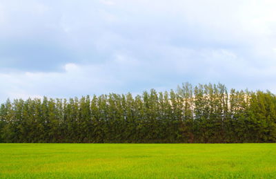 Scenic view of field against sky