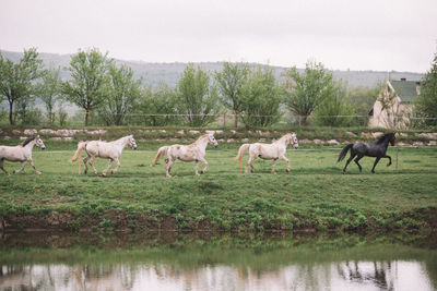 Horses on lake by trees against sky