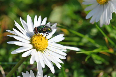 Close-up of insect on white daisy flower