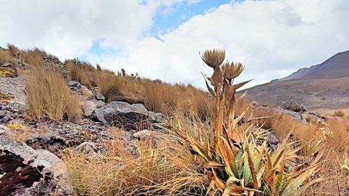 Panoramic view of landscape against sky