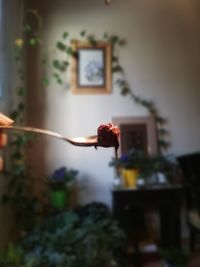 Close-up of person holding potted plant at home