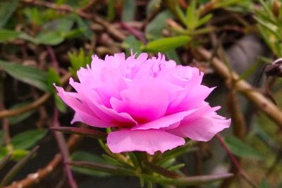 Close-up of pink flower blooming outdoors