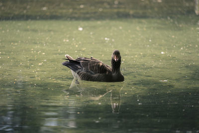 Duck swimming on lake