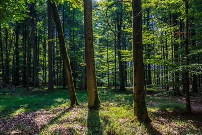 View of trees in forest