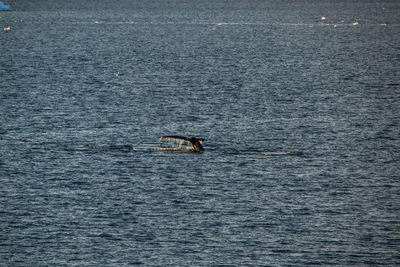 View of horse swimming in sea
