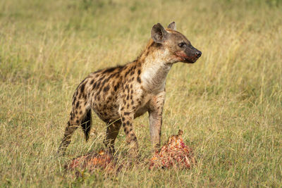 Spotted hyena looks up from bloody kill