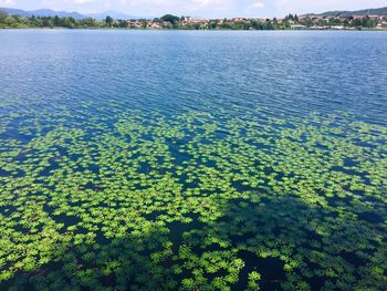 Scenic view of lake in forest