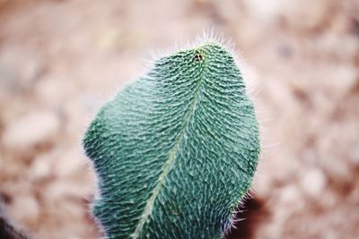 Close-up of succulent plant