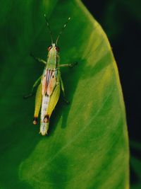 Close-up of insect on leaf