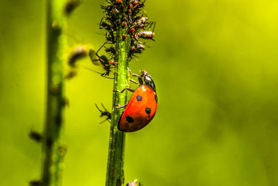 Close-up of ladybug on flower