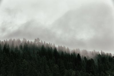 Pine trees in forest against sky
