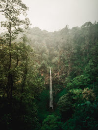 Scenic view of forest