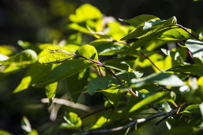 Close-up of green leaves on plant